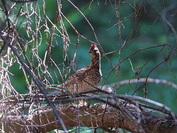 Pyy, Hazel Grouse, Tetrastes bonasia
